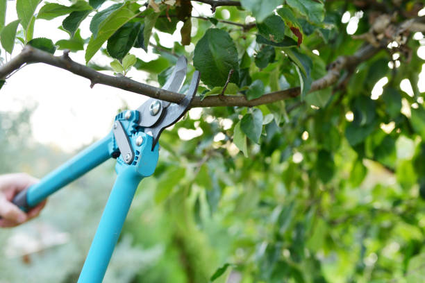 Tree Removal for Businesses in Elliston, VA